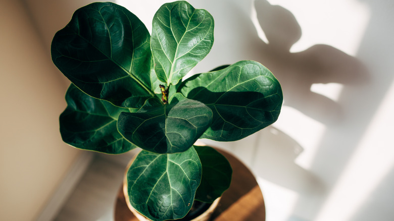 Zoomed in view of a fiddle-leaf fig plant growing in a pot.