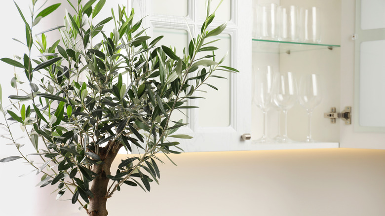 Olive tree grows in a basket indoors.