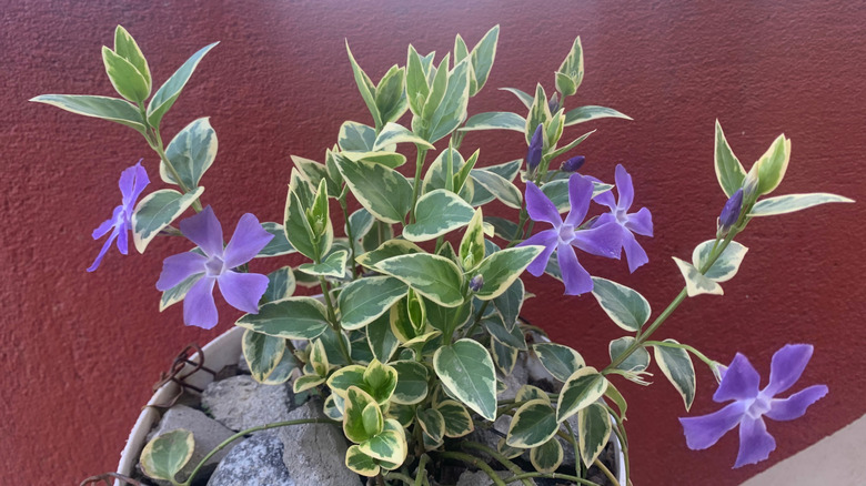Vinca major grows in a pot.