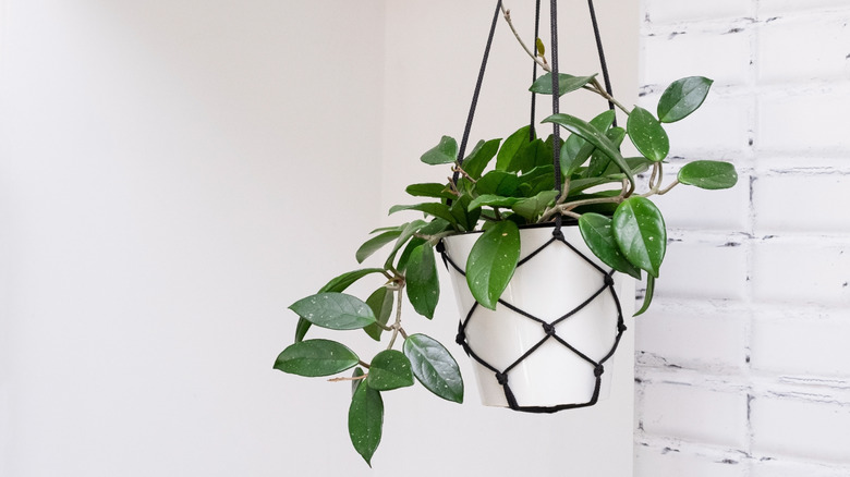 A hoya plant grows in a hanging pot.