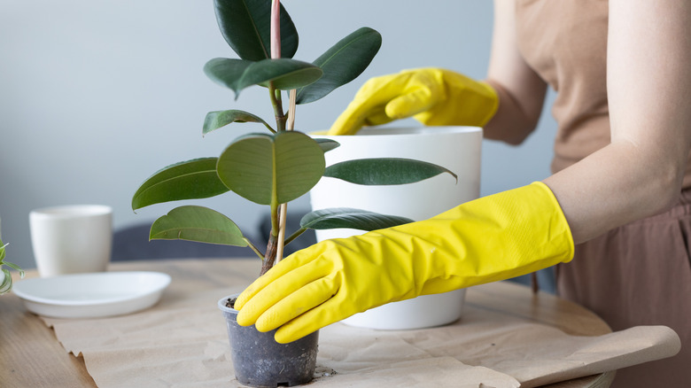 Woman prepares to repot her rubber plant indoors.