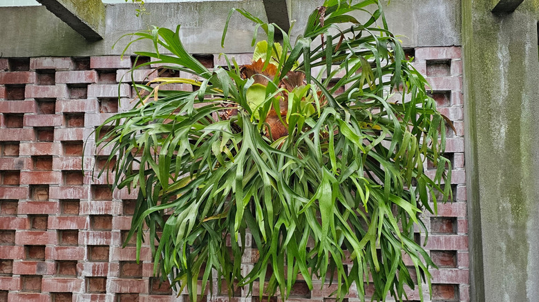 Staghorn fern hangs from a beam.