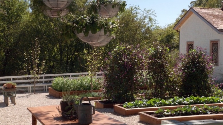 three trellises covered in hyacinth bean vines in Joanna Gaines' garden