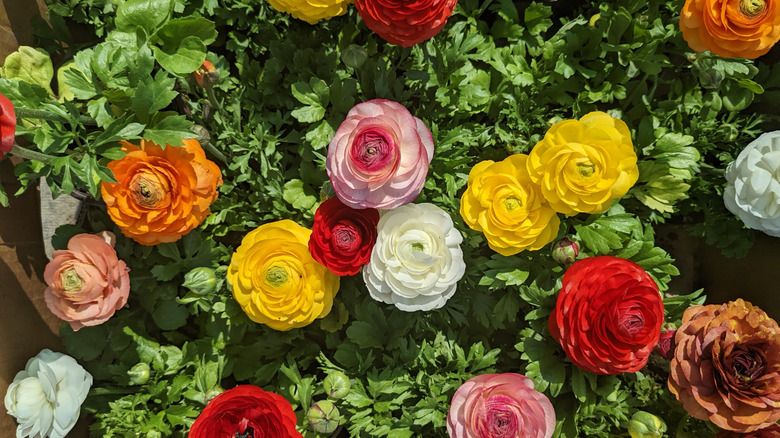 Ranunculus bloom in a range of vibrant colors.