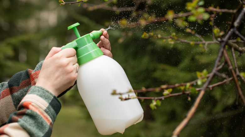 Close-up of a person using a green and white garden spray bottle to mist the branches of a plant