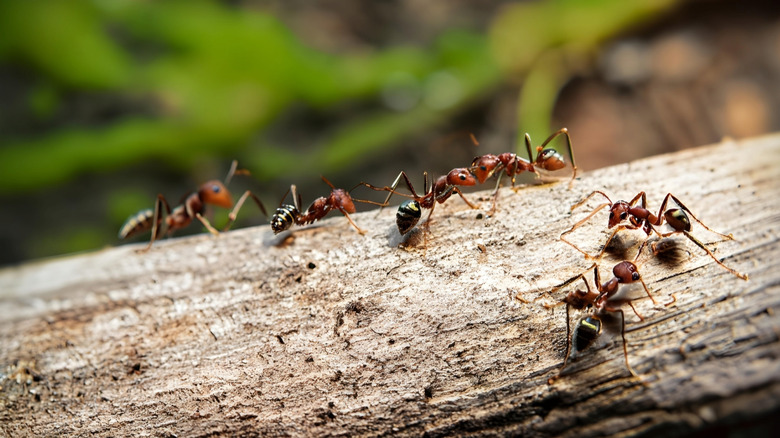 A colony of ants walking on a log