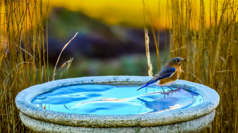 A bird stands on a frozen patch of ice in a bird bath.