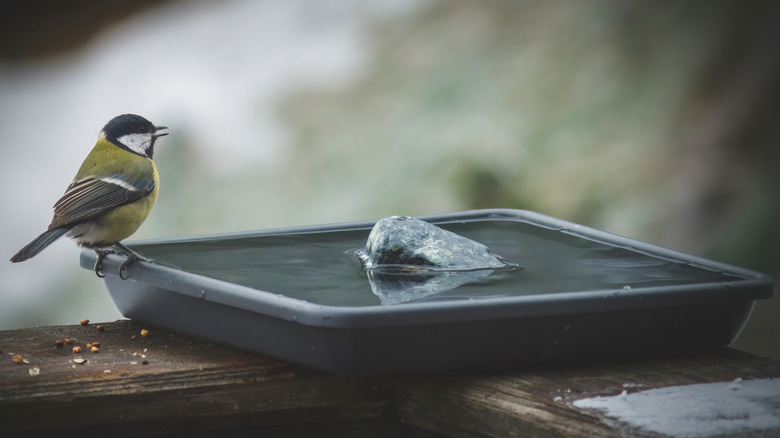 a great tit songbird sits on the edge of a plastic tray bird bath