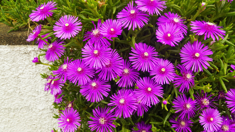 Circular fuschia-colored flowers with narrow petals bloom on top of finger-like green leaves.