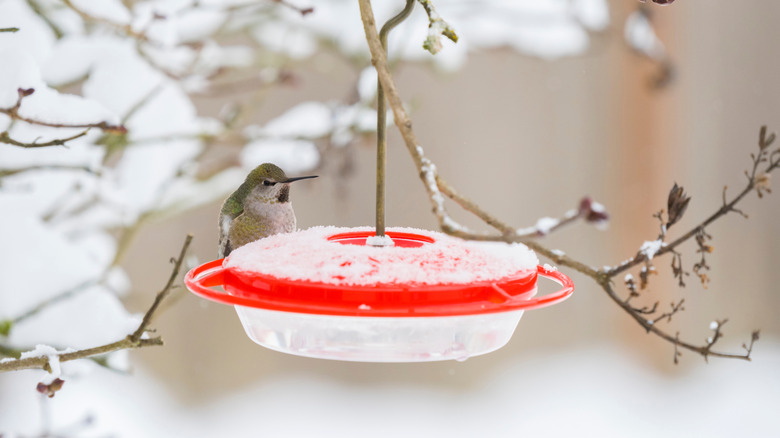 Hummingbird sits on a snow covered feeder.
