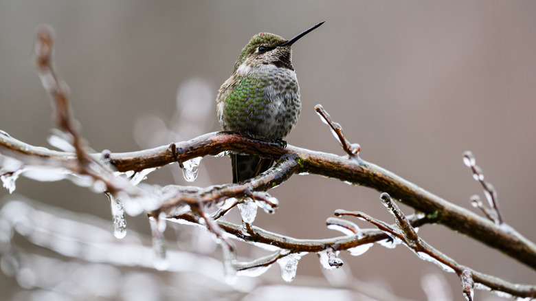 Hummingbird sits on an icy branch.