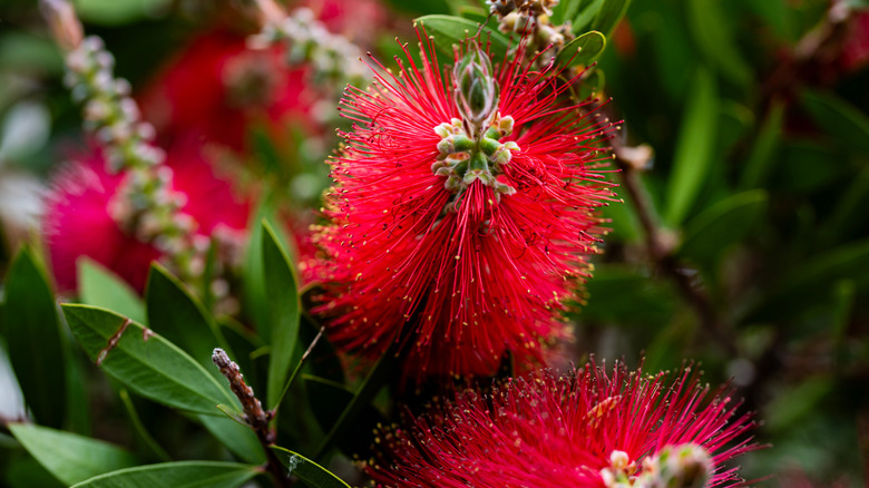 A red bottle brush blooms with unique flowers.