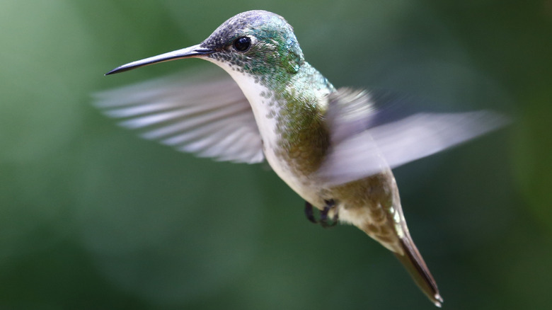 A hummingbird flies in the sky.