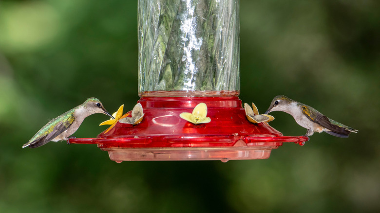 Two hummingbirds feed from a feeder.