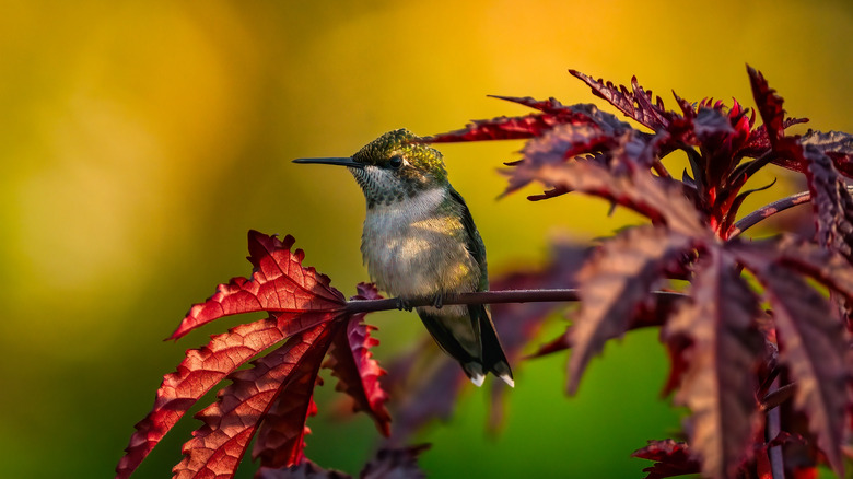 Hummingbird sitting on a branch with red leaves.