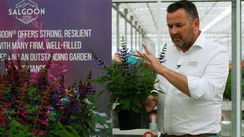 Man holds a 'Lake Como' salvia plant and points to its purple flowers.