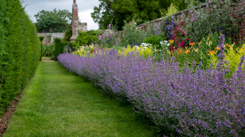 'Walker's Low' catmint lines a garden path.