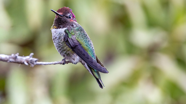 A hummingbird perches on a branch.