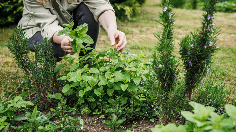 A woman using scissors to harvest fresh mint in a garden