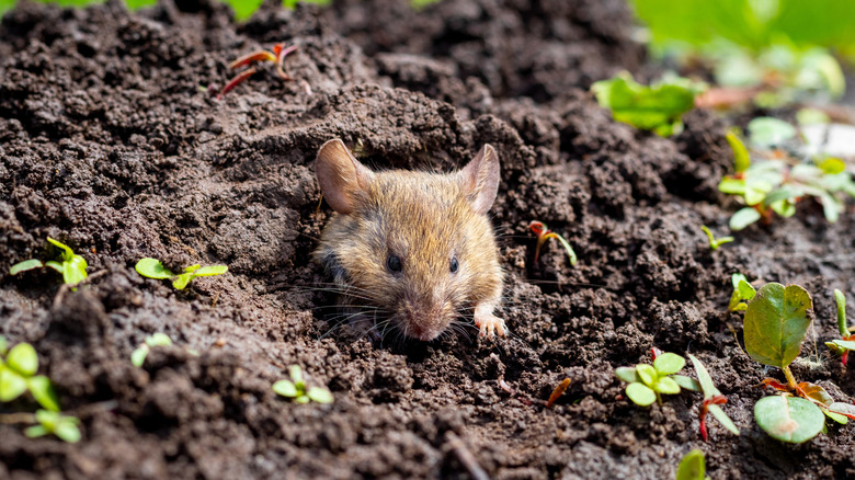 A small brown mouse peeking out of freshly turned garden soil with green plants nearby.