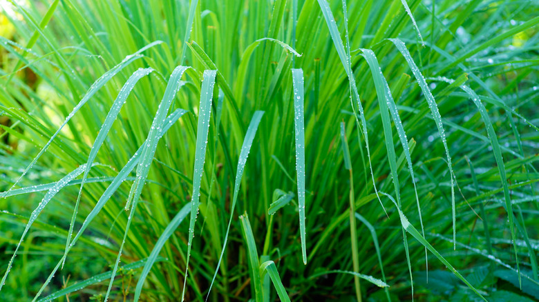 Citronella plant with dew drops on it