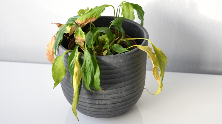 A withered houseplant is droopy with lack of water.