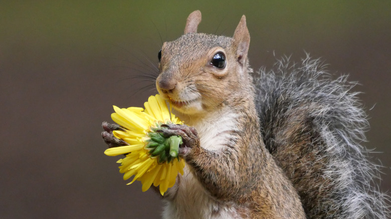 A brown squirrel holding a yellow flower