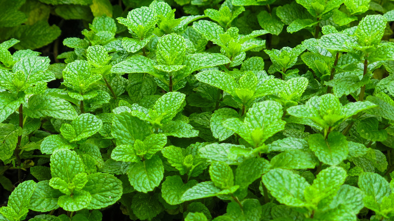 Close-up of vibrant green mint leaves growing densely in a garden
