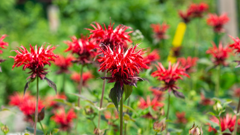 Red bee balm flowers in a green field