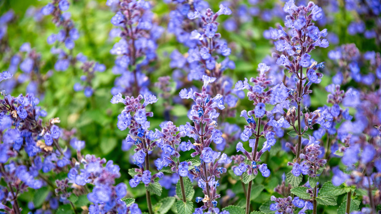 Purple catnip flowers on a background of green leaves