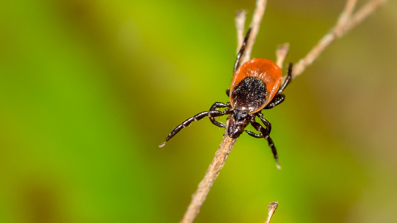 A blacklegged tick on a stick