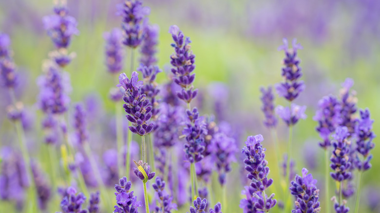 Purple English lavender in bloom