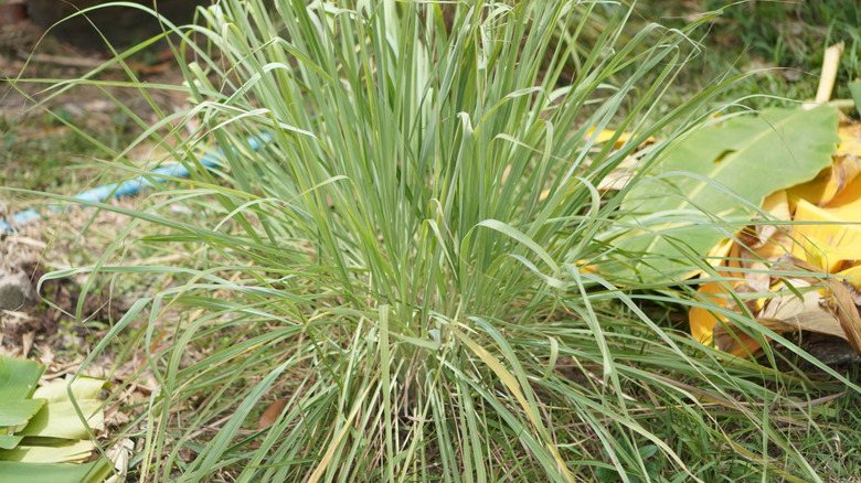 A green lemongrass plant