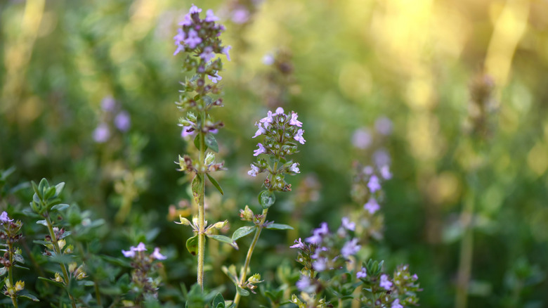Purple thyme flowers and green leaves
