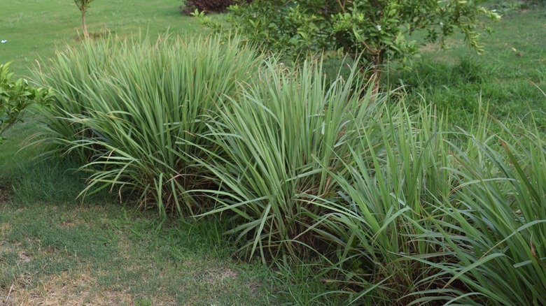 A line of lemongrass plants grow in a yard.