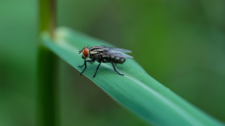 Close-up of a housefly with red eyes resting on a long green leaf