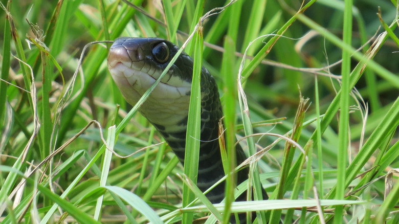 A snake peeks its head above the tall grass.