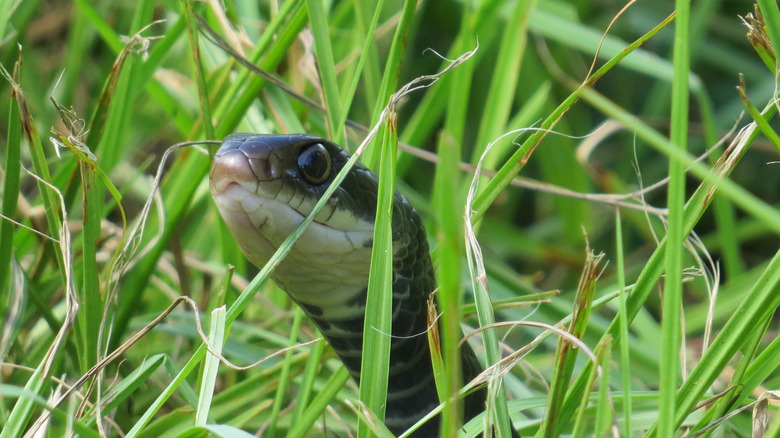 A snake peeks its head above the tall grass.