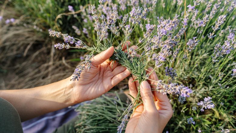 A person holding a fresh bundle of lavender stems in a sunlit field during harvest