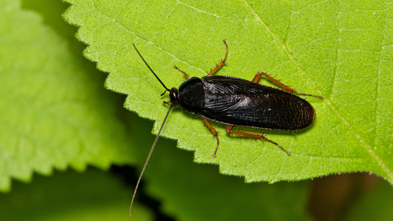 Close-up of a cockroach resting on a bright green leaf