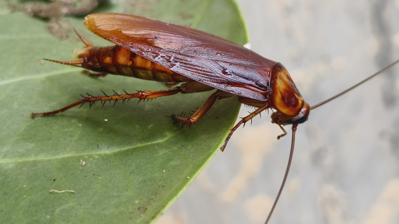Close-up of a cockroach resting on a bright green leaf