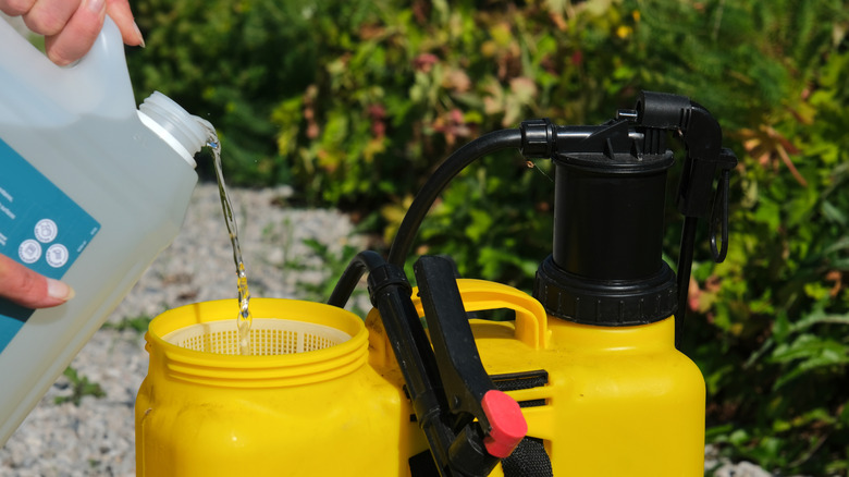 Woman pours concentrated vinegar into a spray dispenser.