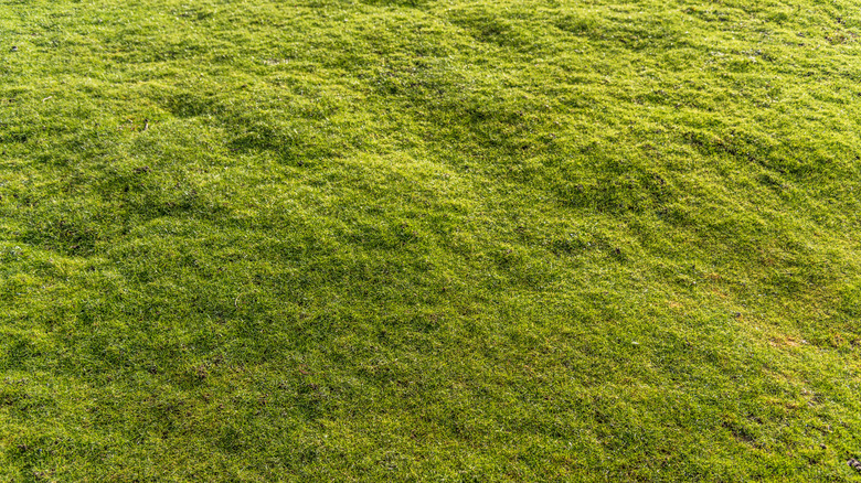 A lawn with bumps and divots requires upkeep.