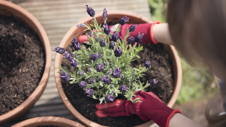 A woman wearing red gloves plants lavender in a pot.