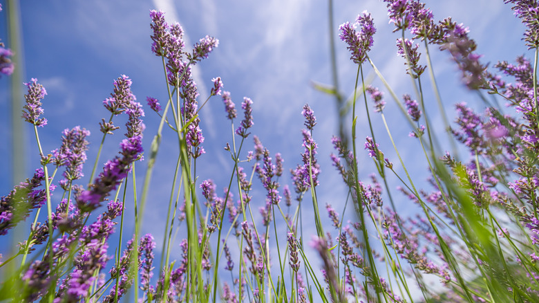 A group of fresh lavender flowers reach up to a blue sky.