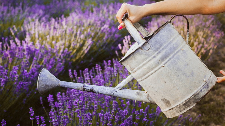 A watering can is used to pour water in a field of lavender.