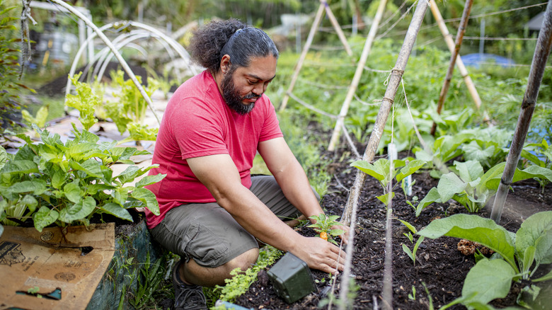 A man in a red shirt kneels next to a bamboo trellis in a garden.