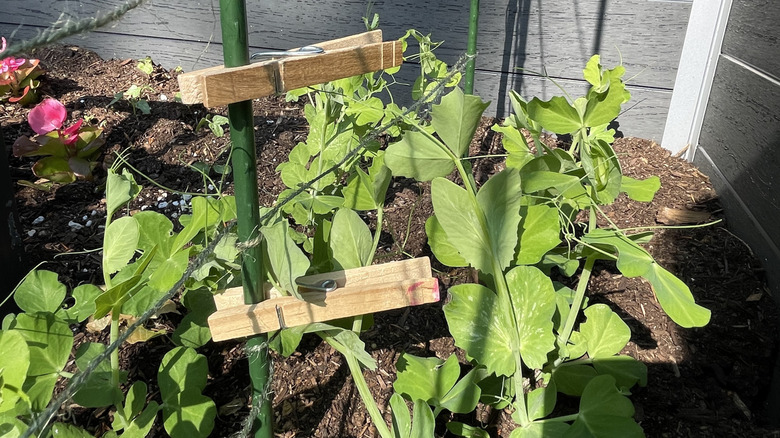 Two wooden clothespins clip pea vines to a green stake.