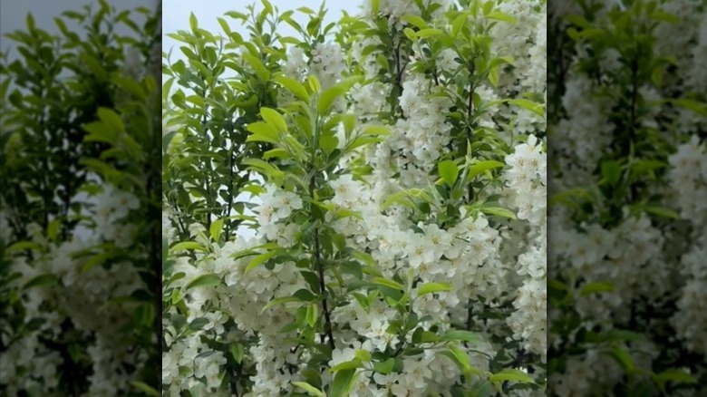 A 'Lollipop' crabapple tree is covered in white blooms.