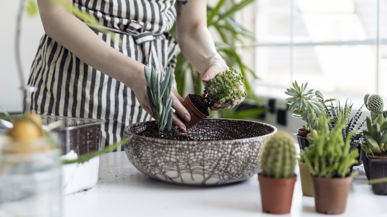 A gardener adds succulents to a container.